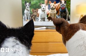 Esplode la Dog TV, ma loro la guardano?