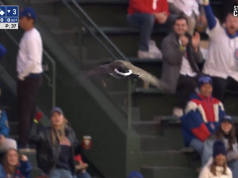 L’oca al Wrigley Field durante i Phillies-Cubs ricorda le passate interruzioni della fauna selvatica