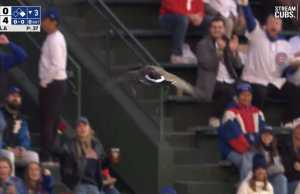 L’oca al Wrigley Field durante i Phillies-Cubs ricorda le passate interruzioni della fauna selvatica