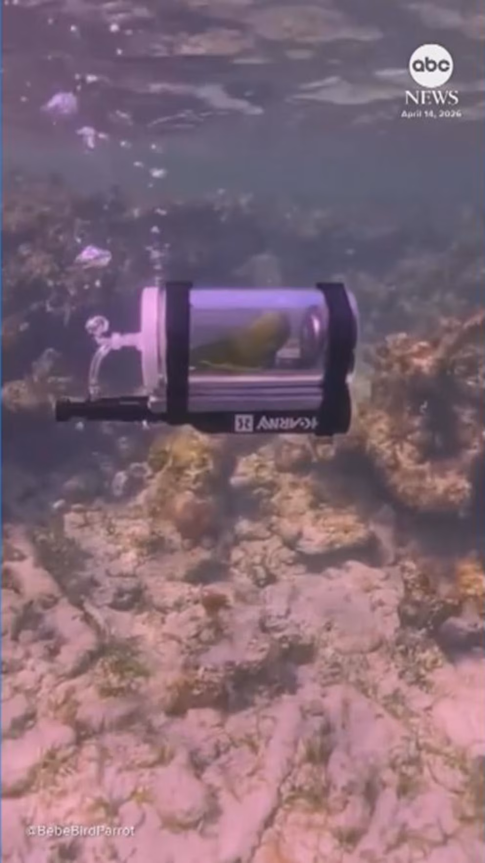 GUARDA: Parrot esplora l’oceano con un sottomarino fai-da-te