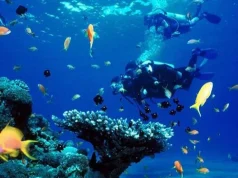 Dai un’occhiata al mondo sottomarino senza immergerti!