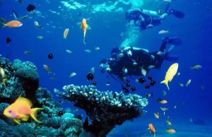 Dai un’occhiata al mondo sottomarino senza immergerti!