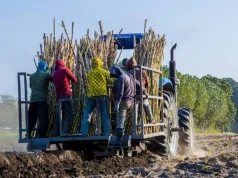 L’Associazione popolare dei produttori di canna da zucchero afferma che le perdite della Sugar Co sono dovute ad una gestione poco creativa