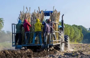 L’Associazione popolare dei produttori di canna da zucchero afferma che le perdite della Sugar Co sono dovute ad una gestione poco creativa