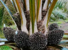 Secondo gli esperti, l’industria nazionale dell’olio di palma deve affrontare sfide in termini di tracciabilità