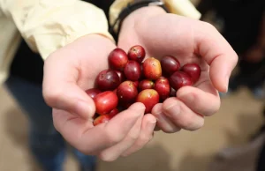 La diplomazia indonesiana del caffè nel paese natale dell’Imam Bukhari